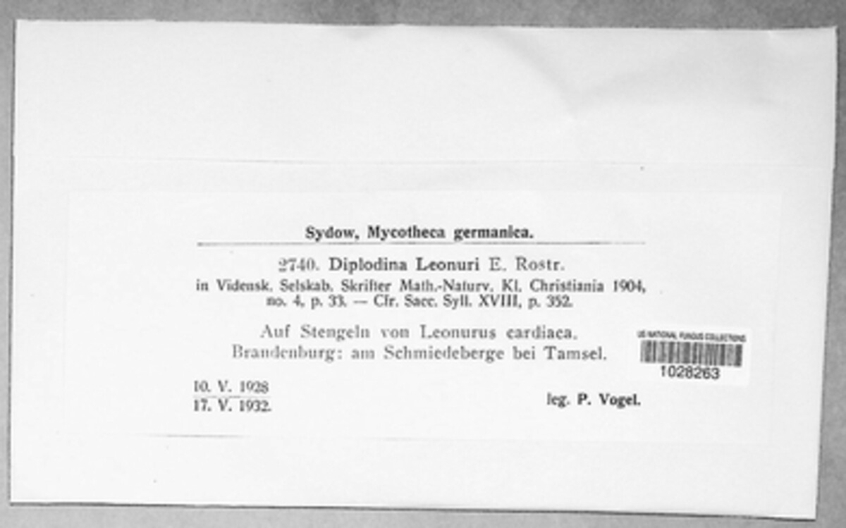 Stagonospora leonuri image